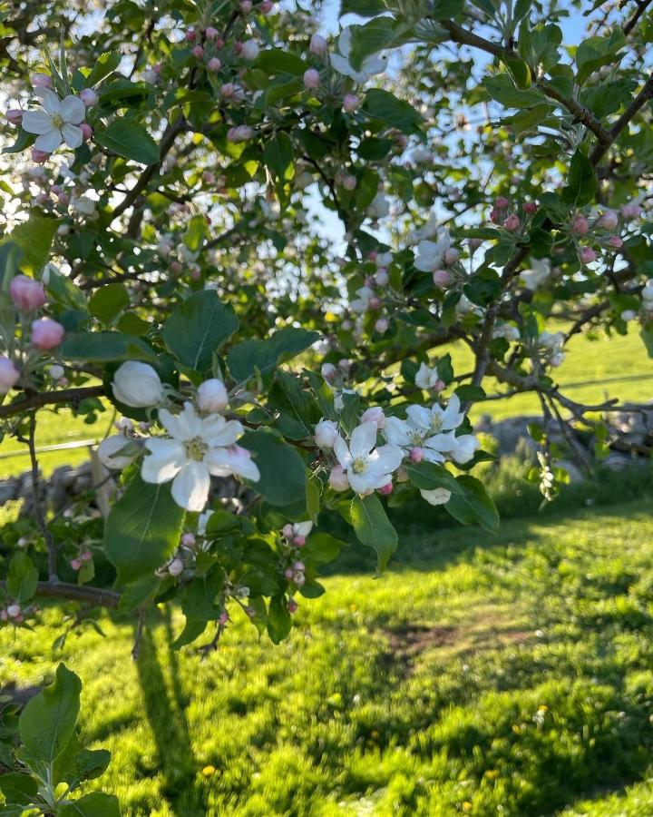 Blueberry Fields Bed & Breakfast Jefferson Eksteriør billede